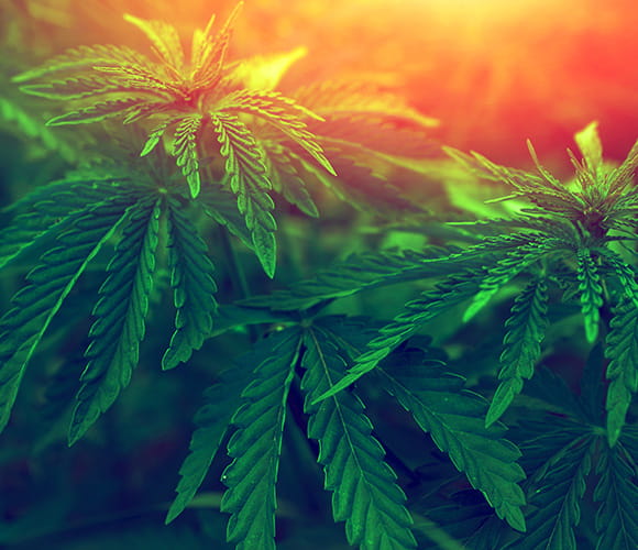 Cannabis leaves